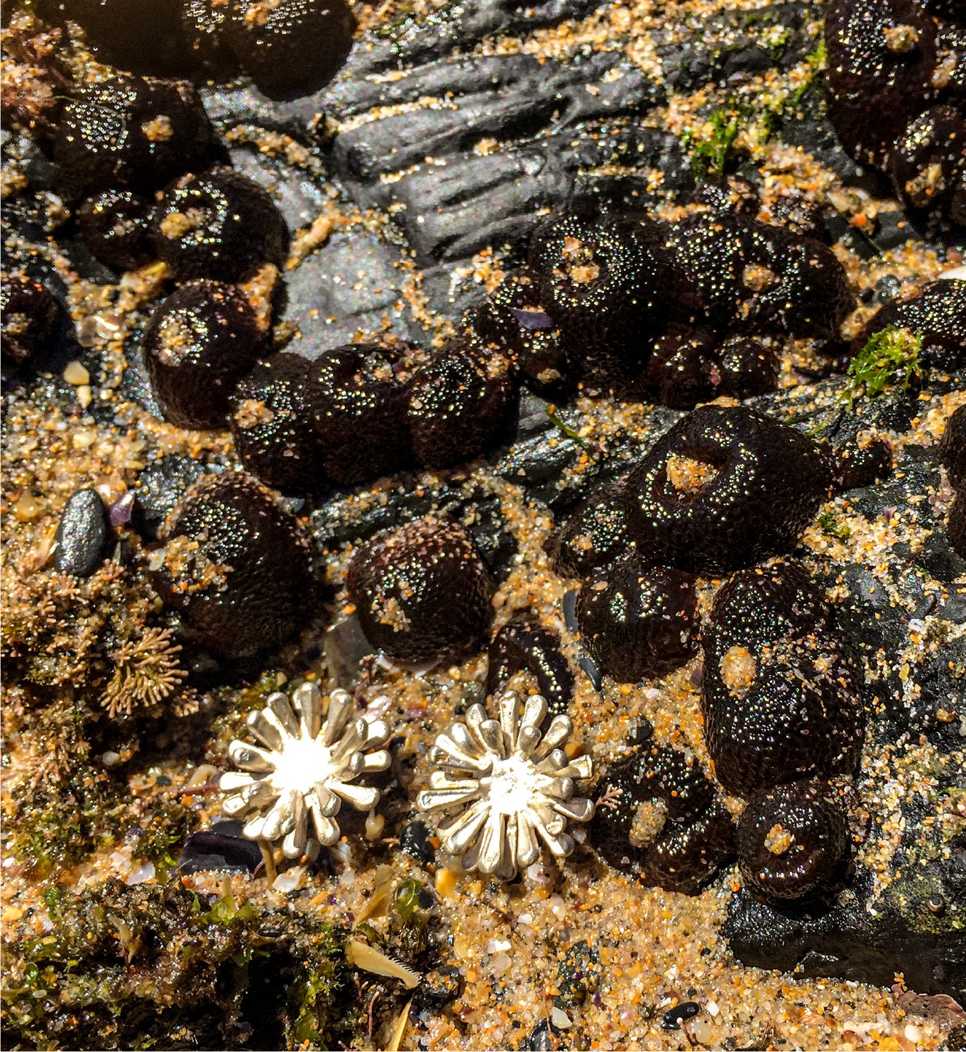anemone earrings