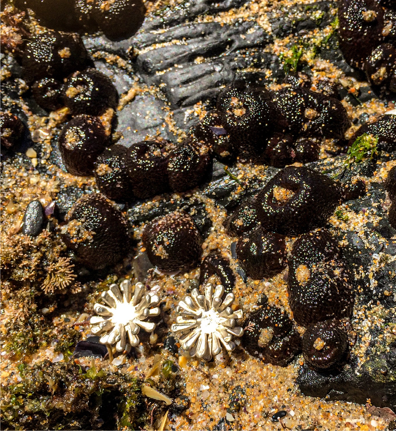 anemone earrings 